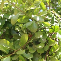 Taxillus cuneatus (B.Heyne) Danser